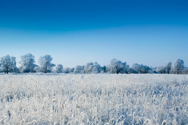 Hermosos árboles en escarcha blanca sobre el fondo del cielo azul