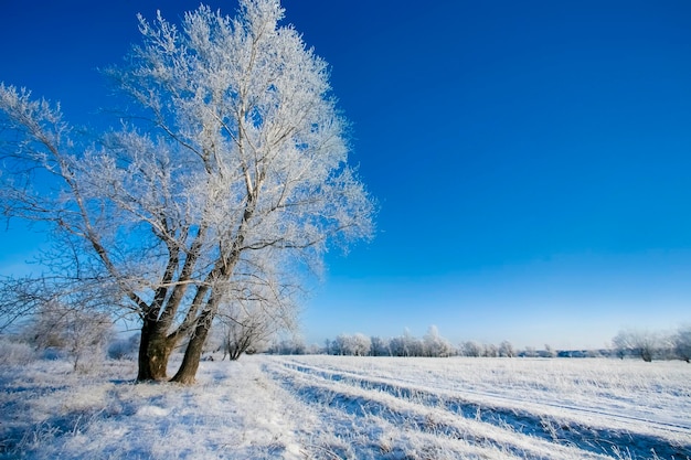 Hermosos árboles en escarcha blanca sobre el fondo del cielo azul