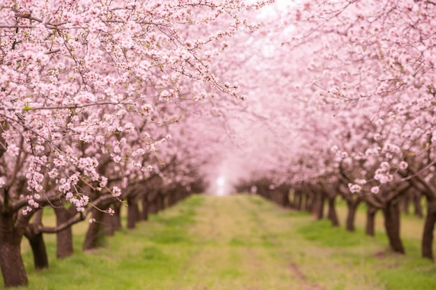 Hermosos árboles con flores rosadas que florecen en primavera en Europa