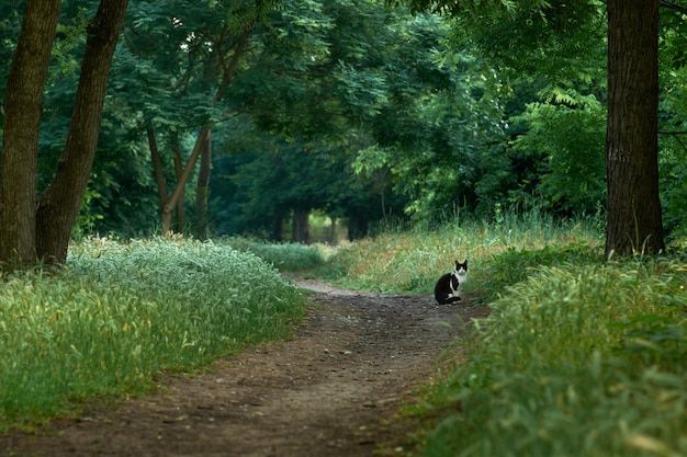 Hermosos árboles forestales verdes con gato en el sendero.