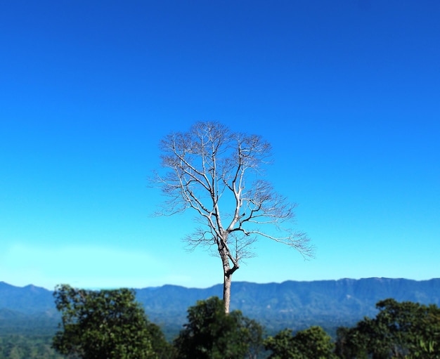 Hermosos árboles de hoja caduca con fondo de cielo en el valle de Sajek, Bangladesh.