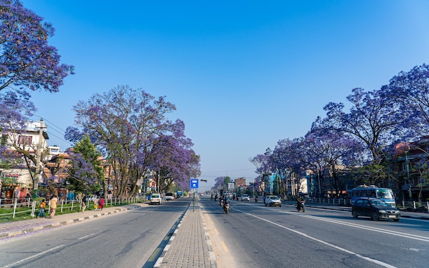 Hermosos árboles de Jacaranda púrpura florecientes a lo largo de una carretera de circunvalación en Katmandú Nepal