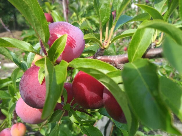 hermosos árboles jardín jugoso ciruelas rojas maduras jardinería frutas alimentos frescos vitaminas