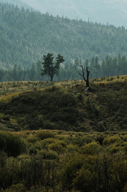 Hermosos árboles en las laderas de las montañas en el área de ulagan de la república de altai