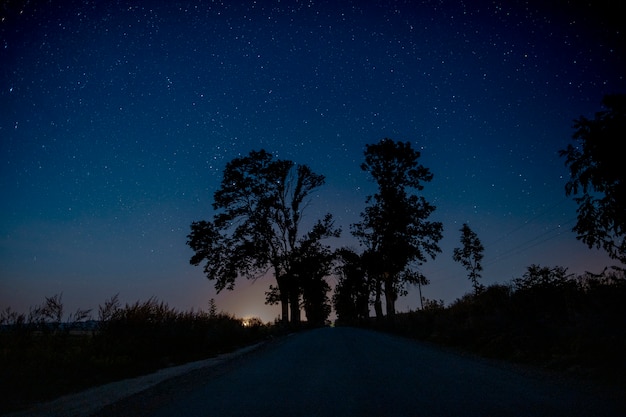 Hermosos árboles en medio del camino por la noche