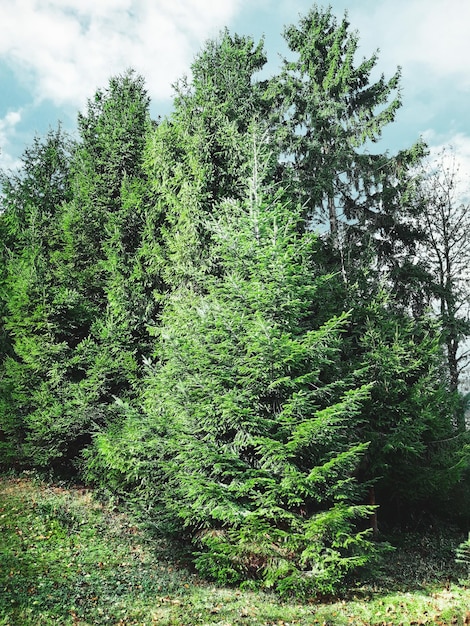 Hermosos árboles de Navidad en un bosque con cielo azul