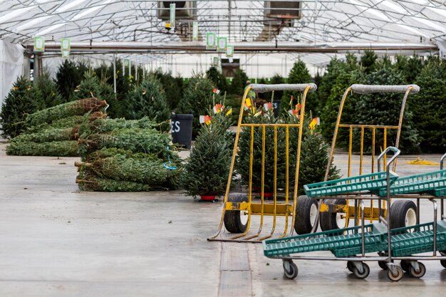 Hermosos árboles de Navidad recién cortados en la granja de árboles de Navidad.