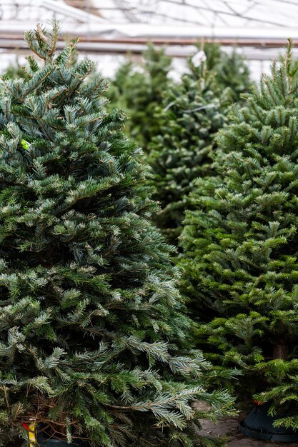 Hermosos árboles de Navidad recién cortados en la granja de árboles de Navidad.