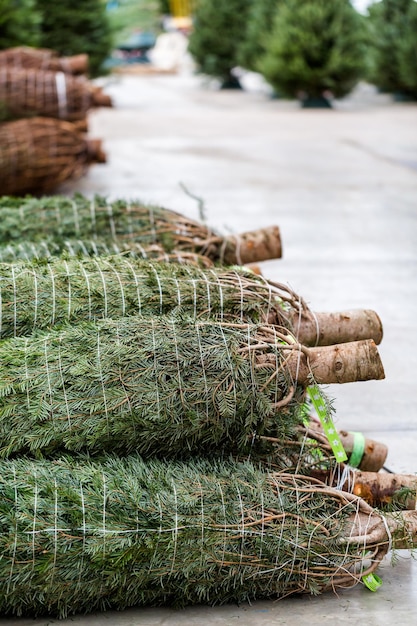 Hermosos árboles de Navidad recién cortados en la granja de árboles de Navidad.