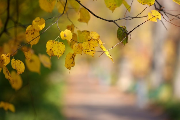 Hermosos árboles de otoño