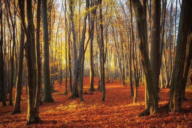 Hermosos árboles en el parque o bosque en otoño