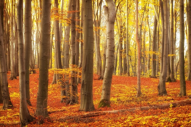 Hermosos árboles en el parque o bosque en otoño