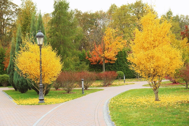 Hermosos árboles en el parque de otoño