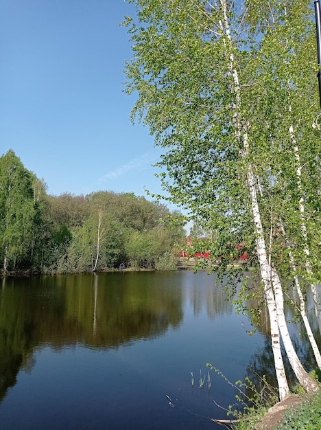 hermosos árboles reflejados en el reflejo del río