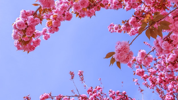 Hermosos árboles de sakura o cerezos con flores rosadas en primavera contra el cielo azul