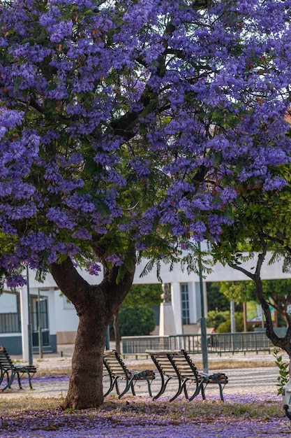 Hermosos árboles subtropicales de Jacaranda mimosifolia en un parque.