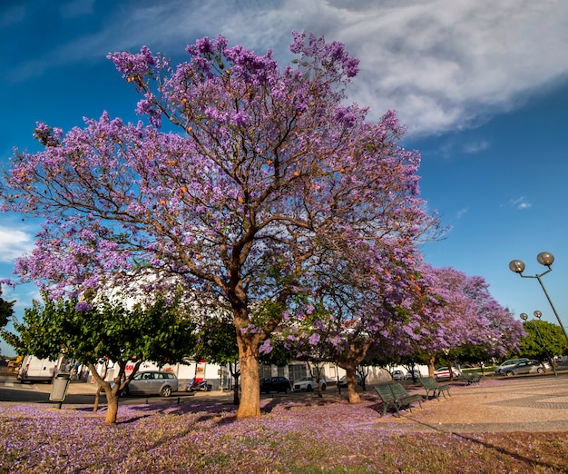 Hermosos árboles subtropicales de Jacaranda mimosifolia en un parque.