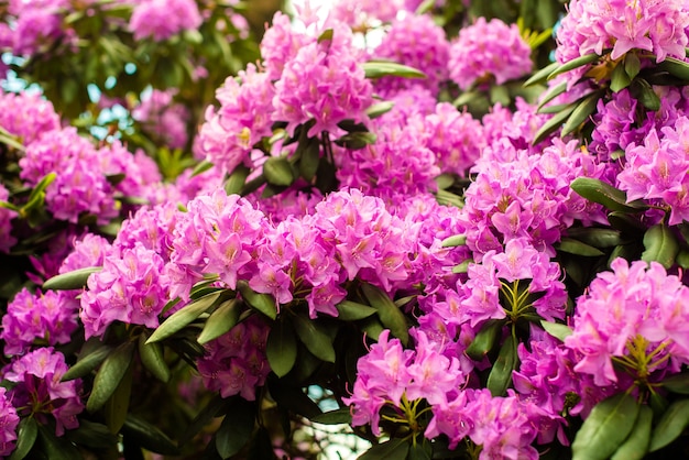 Hermosos arbustos florecientes de Azalea rosada en flor en el género Rhododendron. Rosa, flor de verano