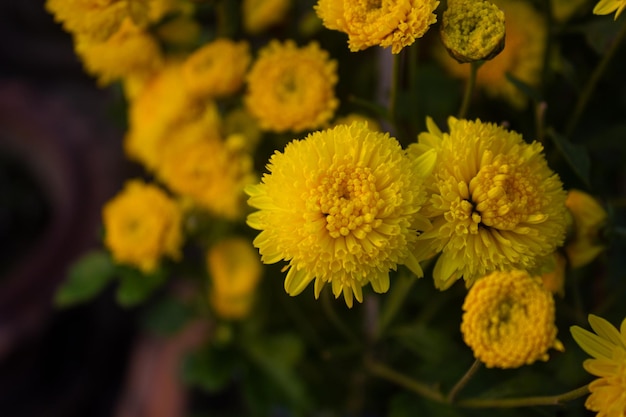 Hermosos arbustos de flores amarillas de crisantemo