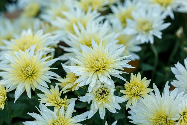 Hermosos arbustos de flores de crisantemo amarillo