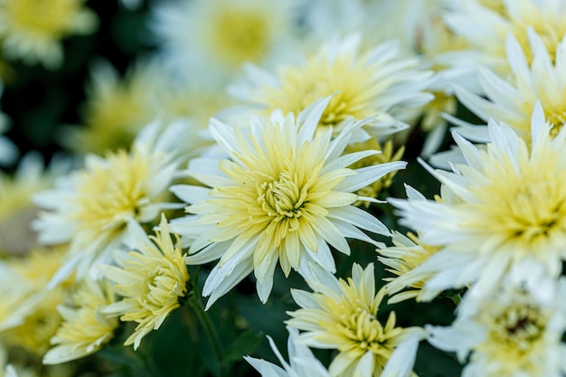 Hermosos arbustos de flores de crisantemo amarillo