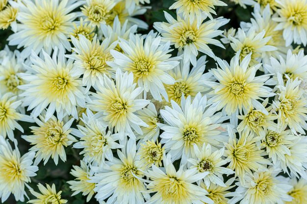 Hermosos arbustos de flores de crisantemo amarillo