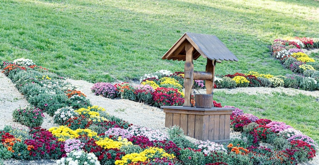 Hermosos arbustos de flores de crisantemo colores púrpura molino de viento y bien primer plano.