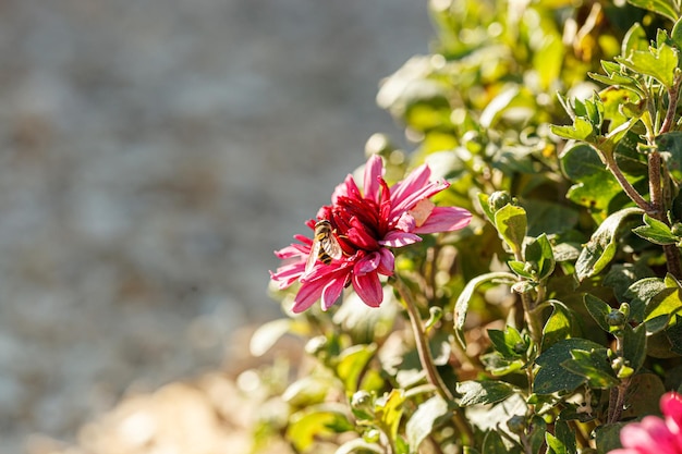 Hermosos arbustos de flores de crisantemo colores rosa