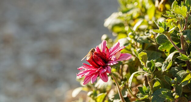 Hermosos arbustos de flores de crisantemo colores rosa