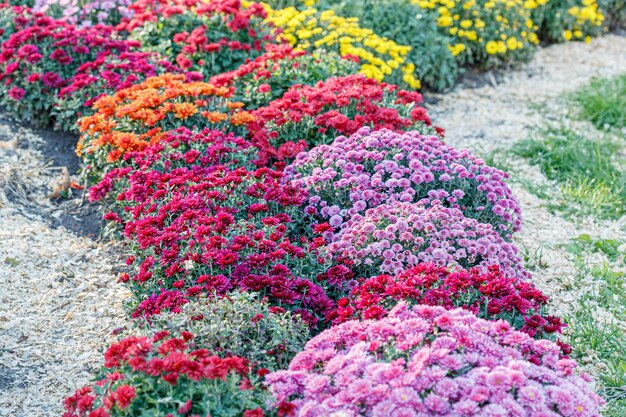 Hermosos arbustos de flores de crisantemo de colores rosados de cerca.