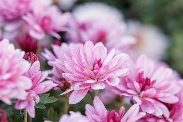 Hermosos arbustos de flores de crisantemo de colores rosados
