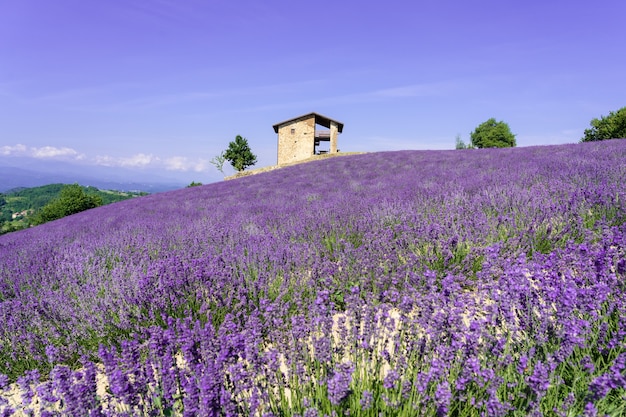 Hermosos arbustos de flores de lavanda púrpura en verano.