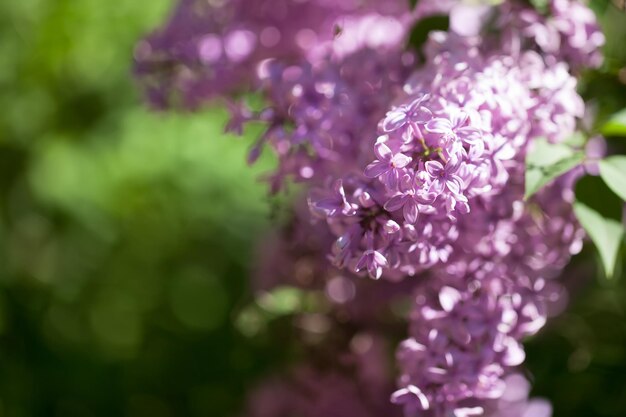 Hermosos arbustos de lilas con un fondo suave. humor de primavera