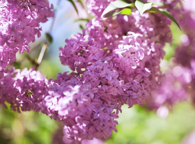 Hermosos arbustos de lilas con un fondo suave. humor de primavera