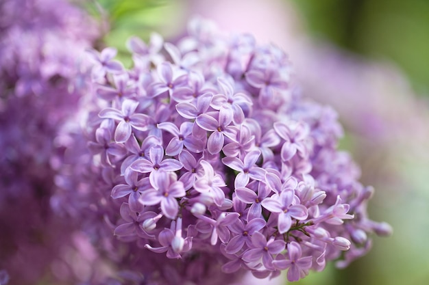 Hermosos arbustos de lilas con un fondo suave. humor de primavera