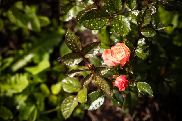 Foto hermosos arbustos de rosas en el jardín.