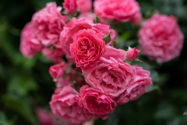 Hermosos arbustos de rosas rosadas