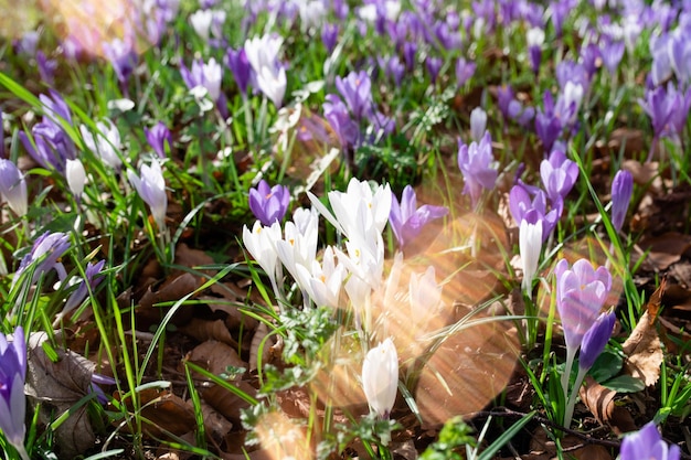 Hermosos azafranes sobre hierba verde en el soleado día de primavera Foto de alta calidad