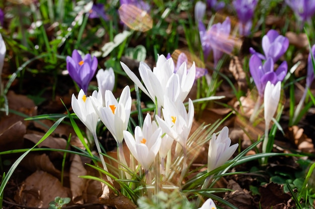 Hermosos azafranes sobre hierba verde en el soleado día de primavera Foto de alta calidad