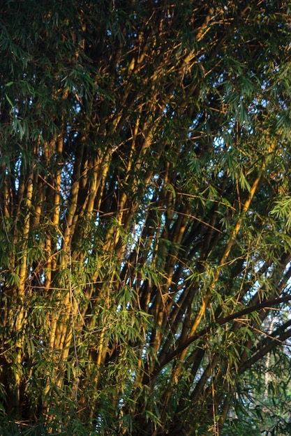 Hermosos bosques de bambúes iluminados por el sol de la mañana