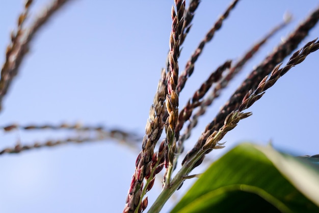 Hermosos brotes de maíz closeup