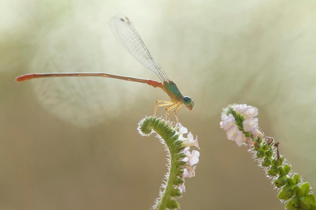 Hermosos caballitos del diablo en el lugar de la naturaleza