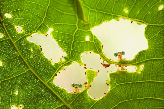 Hermosos caballitos del diablo en el lugar de la naturaleza