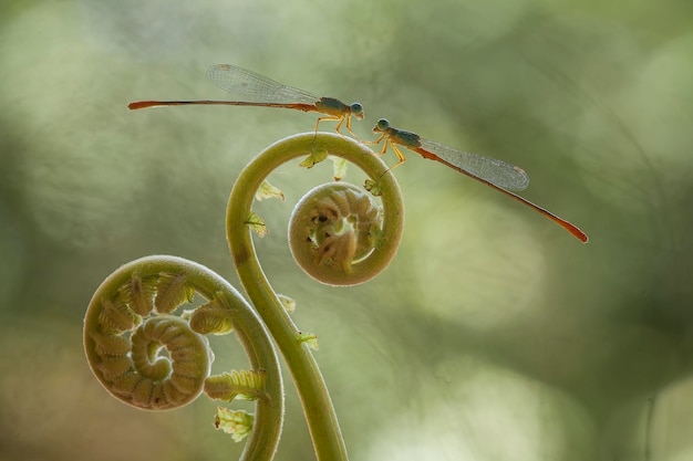 Foto hermosos caballitos del diablo en el lugar de la naturaleza