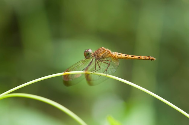 Hermosos caballitos del diablo en el lugar de la naturaleza