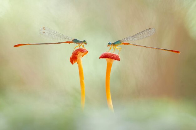 Hermosos caballitos del diablo en el lugar de la naturaleza