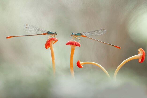 Hermosos caballitos del diablo en el lugar de la naturaleza