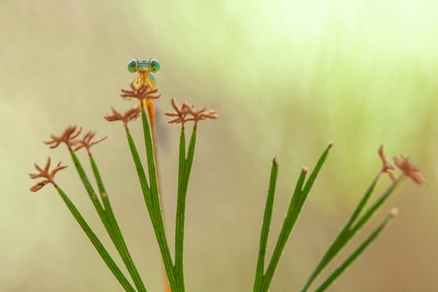 Hermosos caballitos del diablo en el lugar de la naturaleza