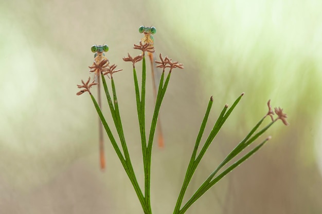 Hermosos caballitos del diablo en el lugar de la naturaleza