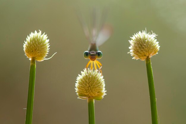 Hermosos caballitos del diablo en el lugar de la naturaleza